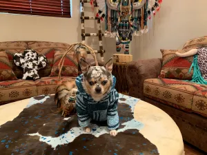 🐶MEDIUM DOG PONCHO  9-25   pounds