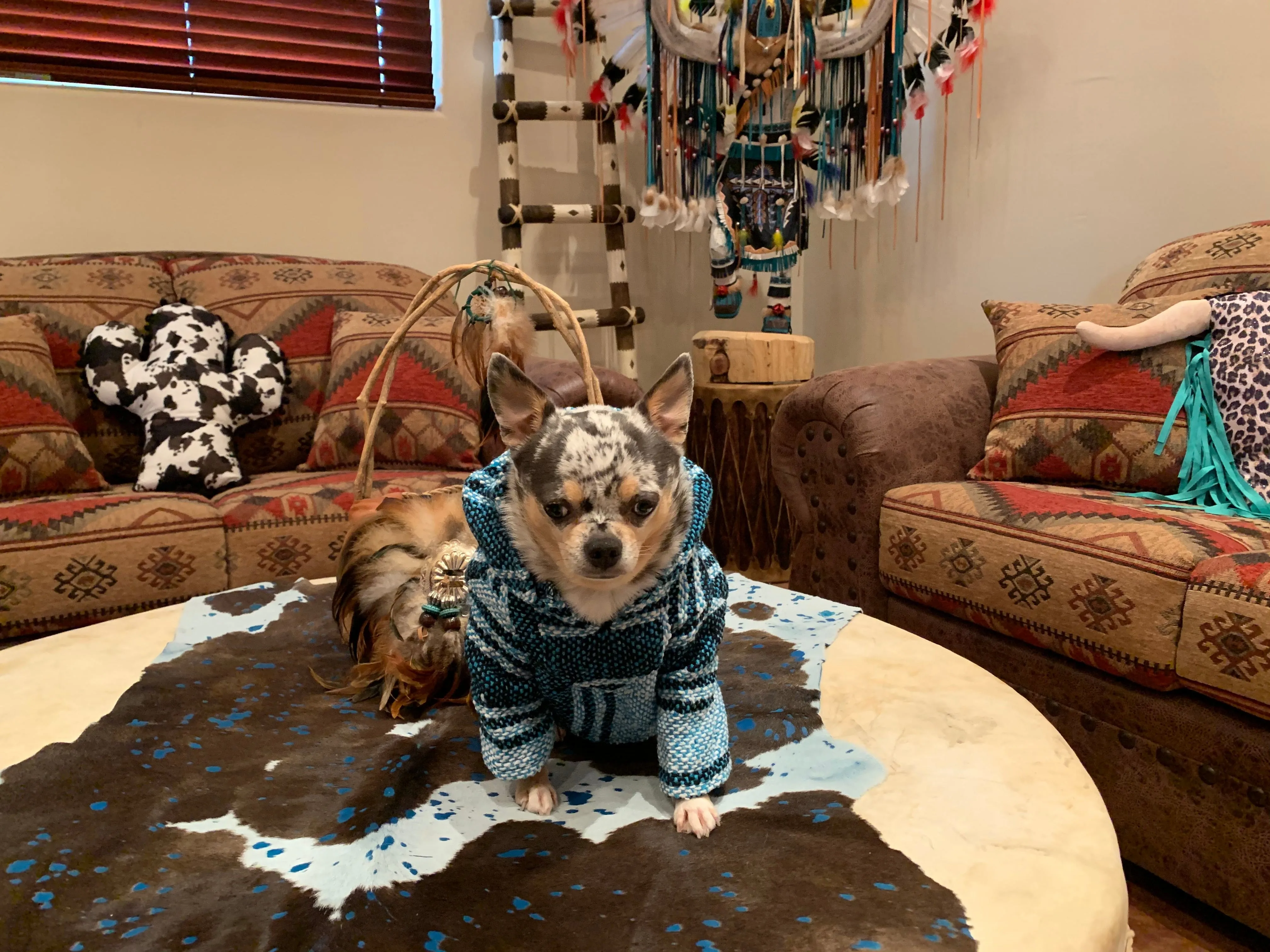 🐶MEDIUM DOG PONCHO  9-25   pounds