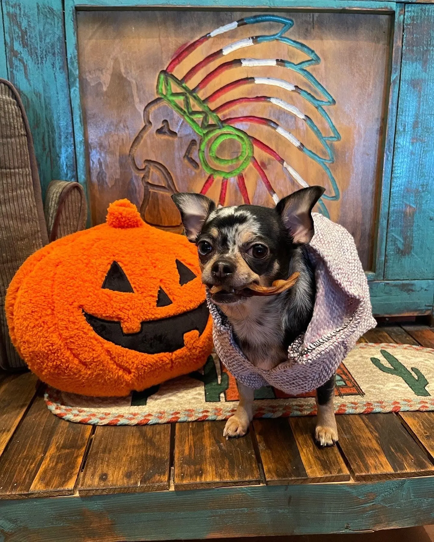 🐶SMALL DOG PONCHO  4-10 pounds