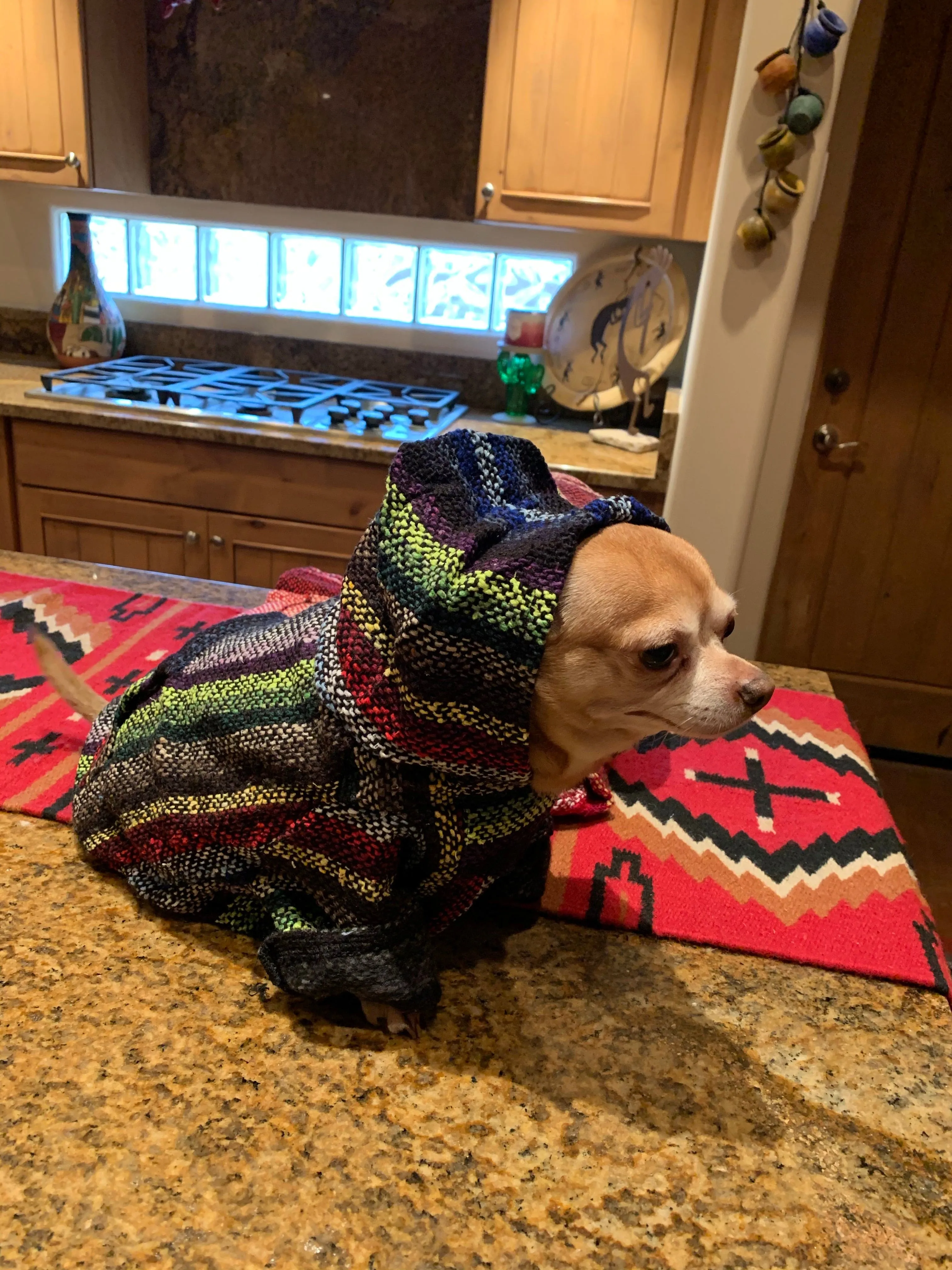 🐶SMALL DOG PONCHO  4-10 pounds