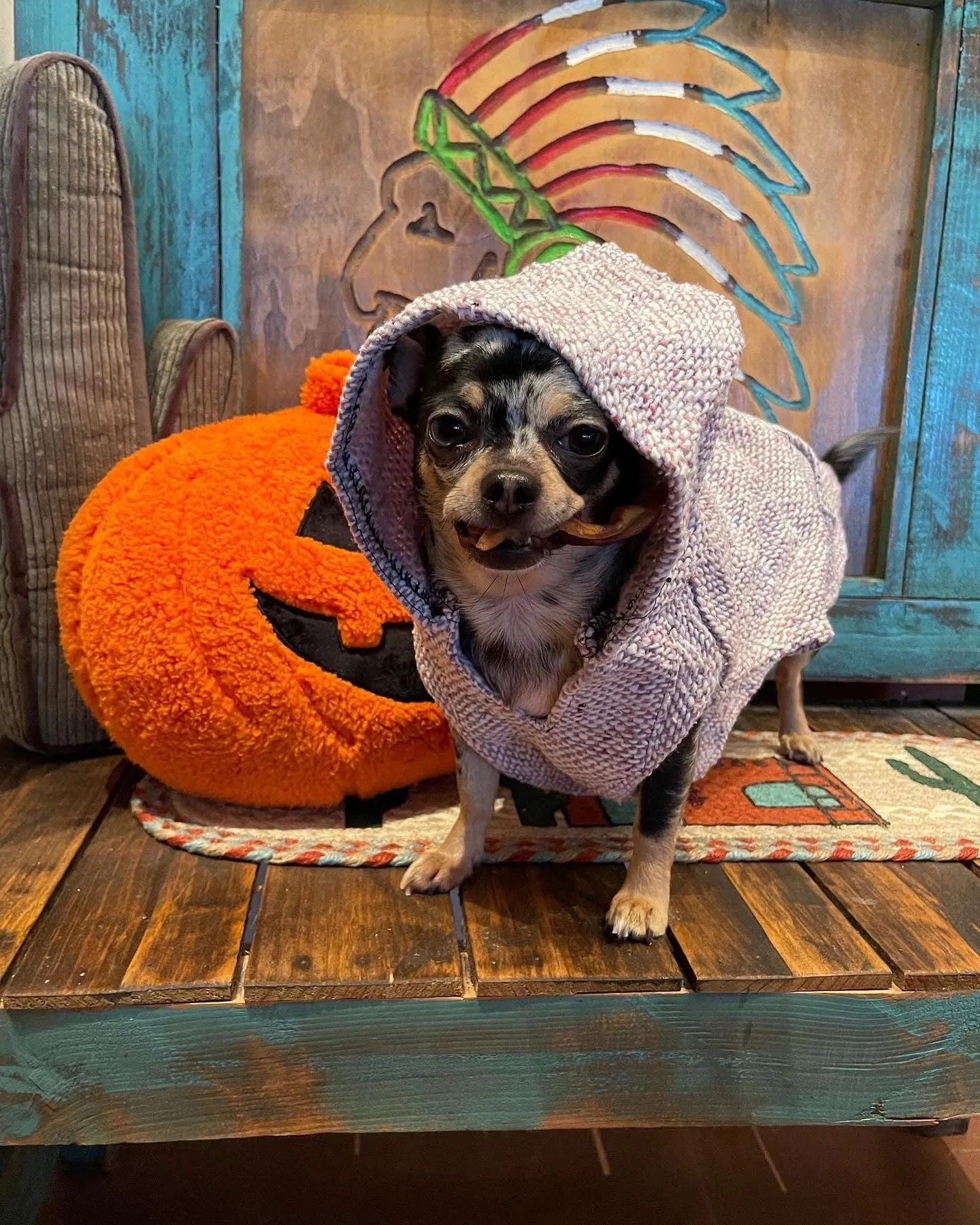 🐶SMALL DOG PONCHO  4-10 pounds