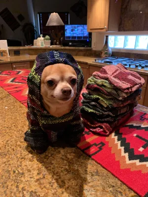🐶SMALL DOG PONCHO  4-10 pounds